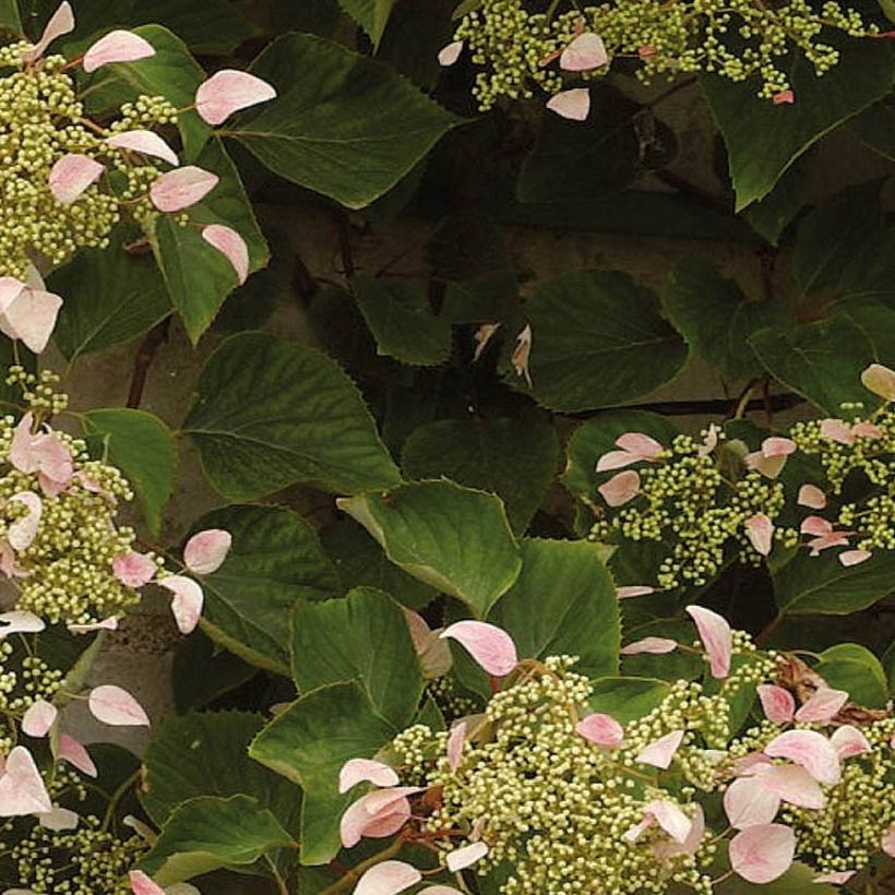 Schizophragma hydrangeoides Rose Sensation (Follaje)
