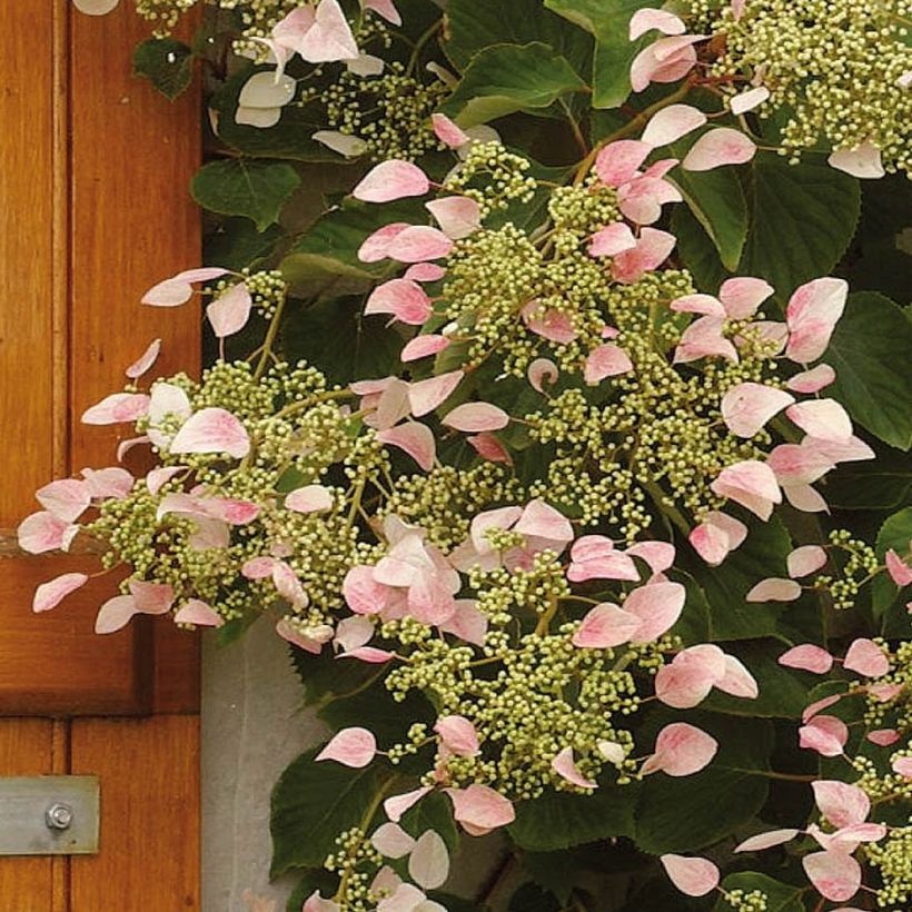 Schizophragma hydrangeoides Rose Sensation (Floración)