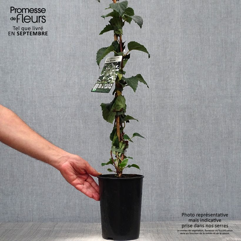 Ejemplar de Schizophragma hydrangeoides Snow Sensation Maceta 3L/4L entregado en otoño