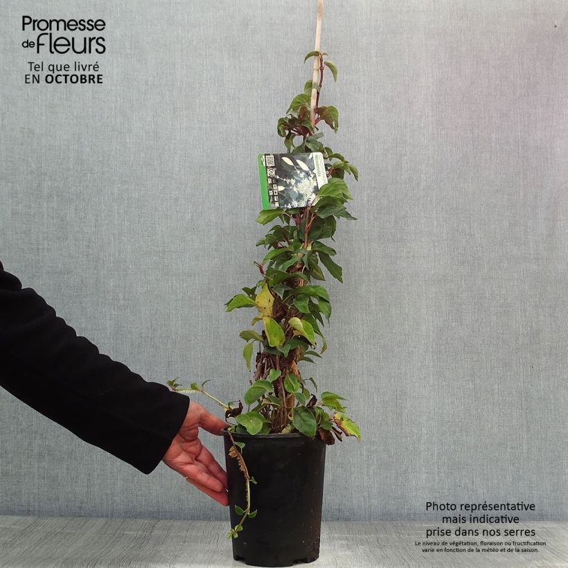 Ejemplar de Schizophragma hydrangeoides Windmills Maceta 2L/3L entregado en otoño