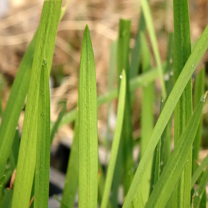 Schizostylis coccinea - Lirio de río (Follaje)