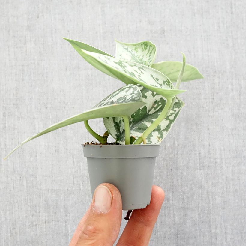 Scindapus pictus - Poto plateado Mini-plante Ejemplar entregado en la primavera