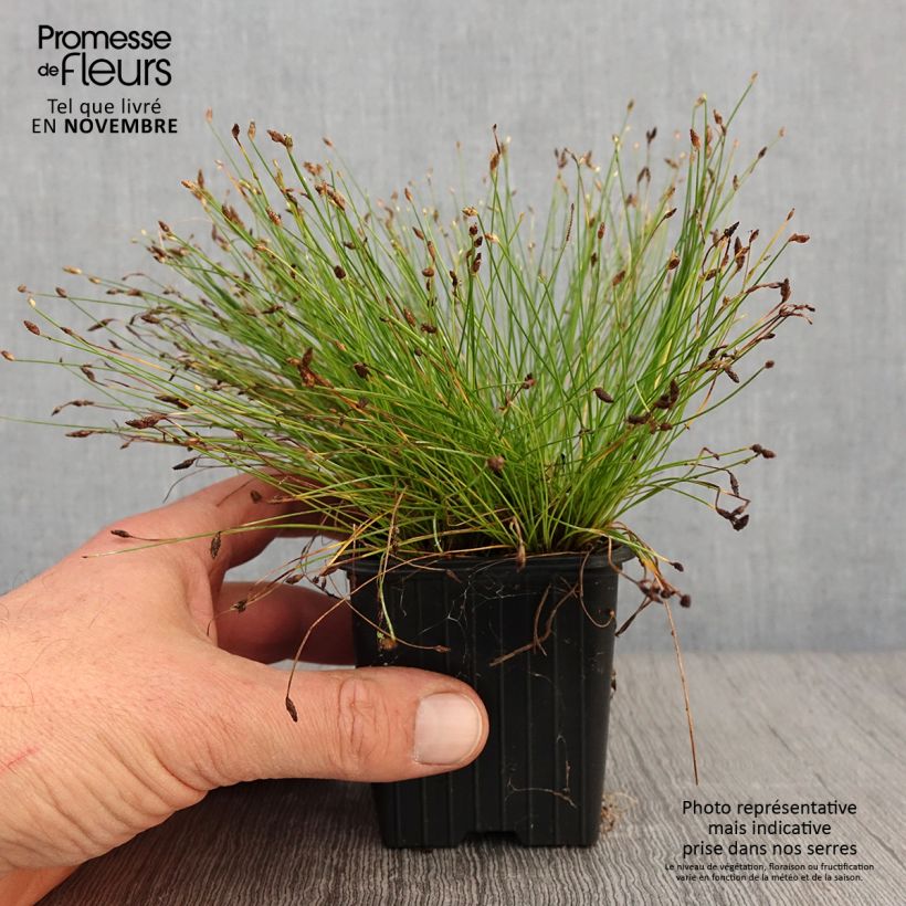 Ejemplar de Scirpus cernuus Fiber Optic Grass Maceta de 7/8 cm entregado en otoño