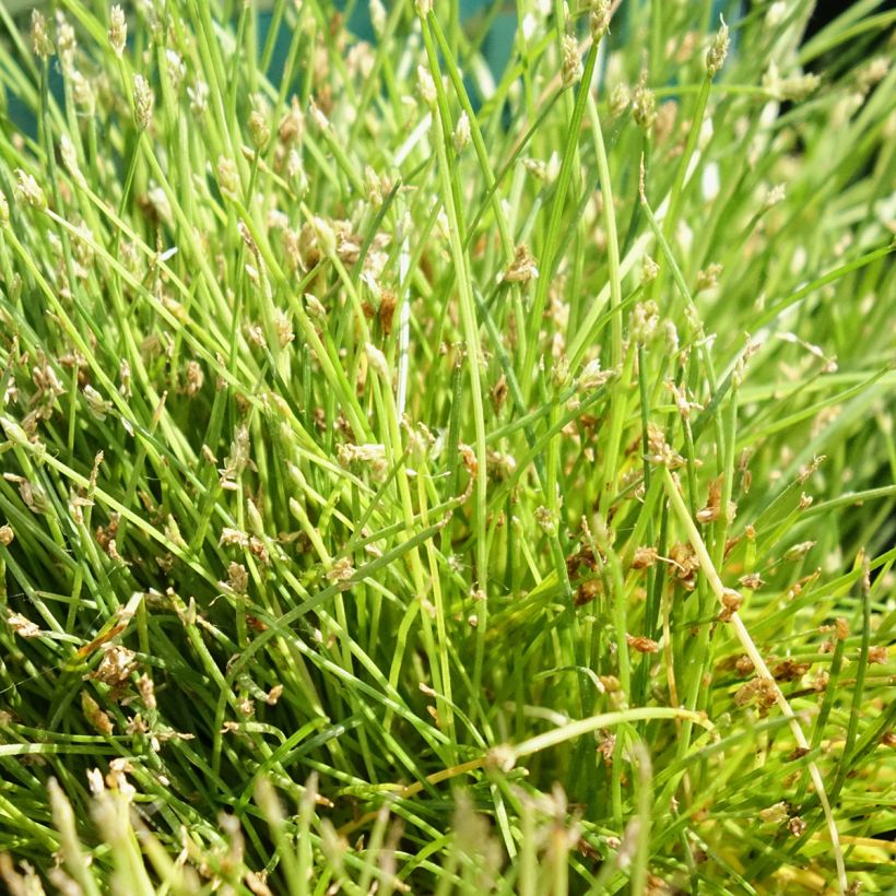 Scirpus isolepsis (Follaje)