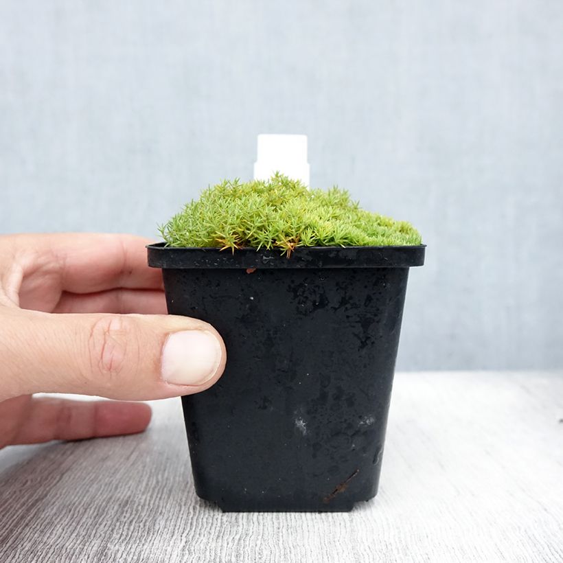 Ejemplar de Scleranthus uniflorus - Musgo de Nueva Zelanda Maceta de 8/9 cm entregado en verano