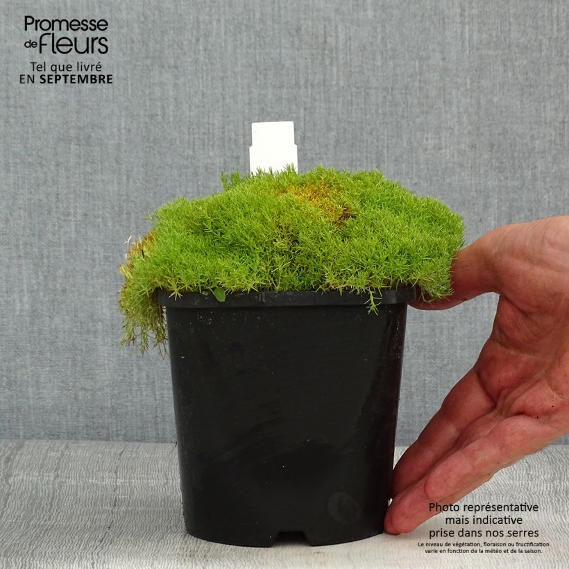 Ejemplar de Scleranthus uniflorus - Musgo de Nueva Zelanda Maceta 1,5L/2L entregado en verano