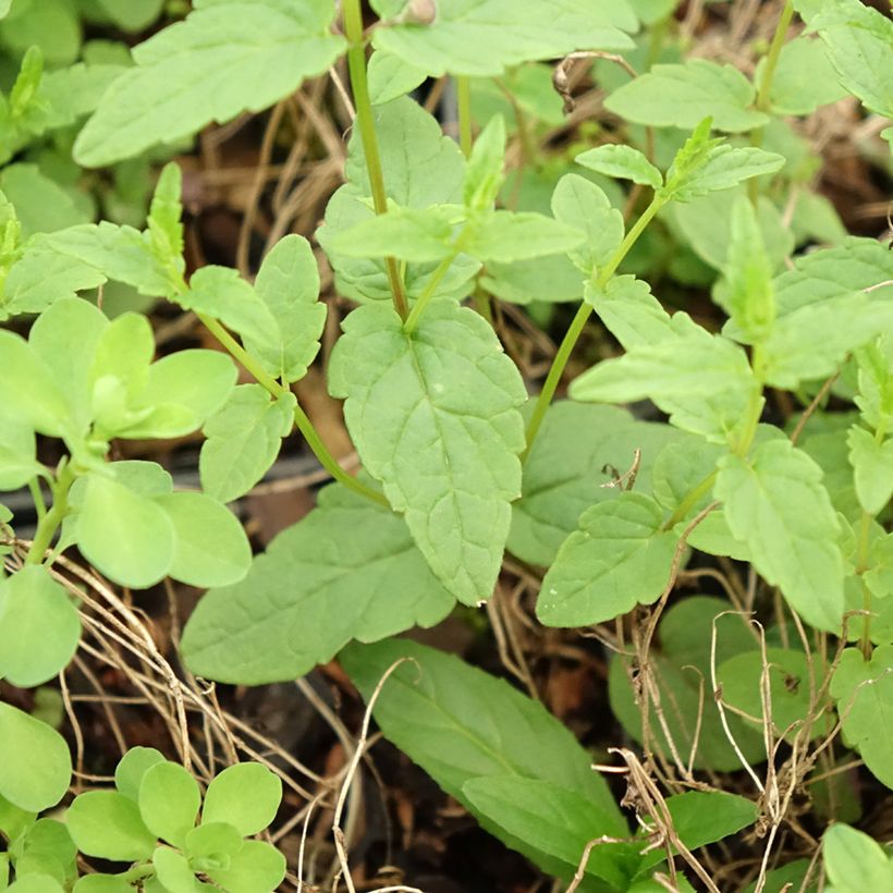 Scutellaria scordiifolia (Follaje)