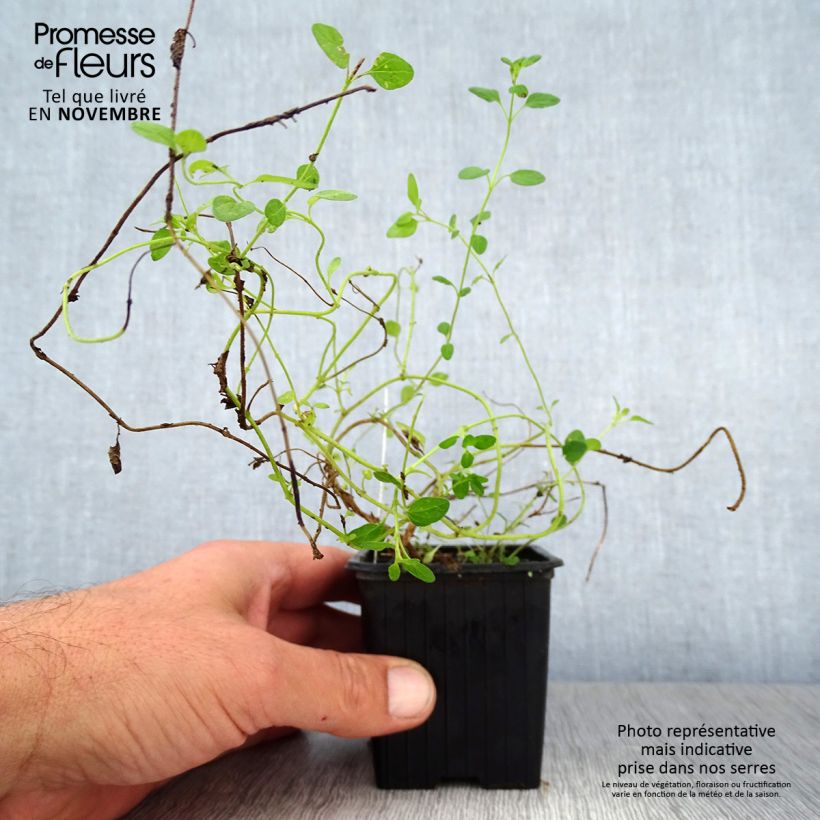 Ejemplar de Scutellaria suffrutescens Maceta de 8/9 cm entregado en otoño