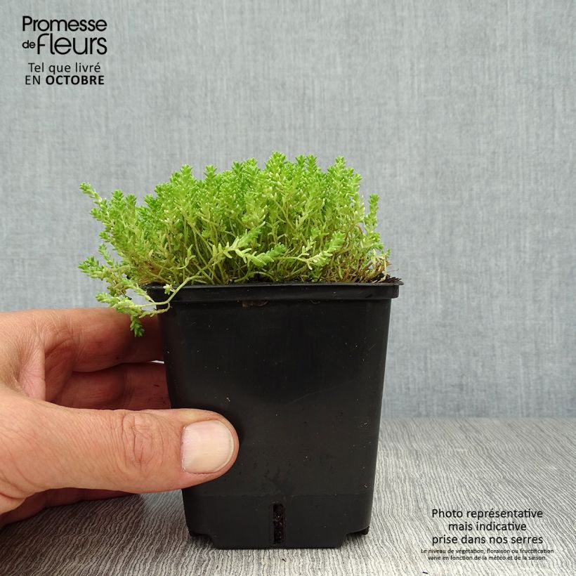 Ejemplar de Sedum acre Yellow Queen - Sedo Maceta de 8/9 cm entregado en otoño