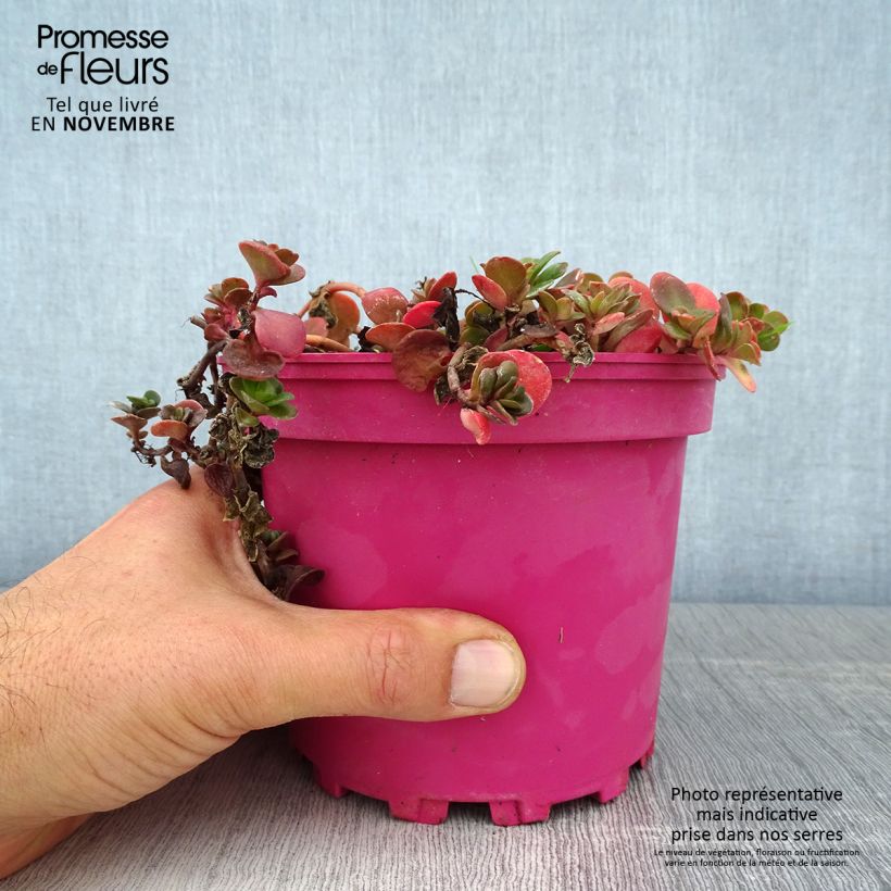 Ejemplar de Sedum album Coral Carpet - Uva de gato Maceta 2L/3L entregado en otoño