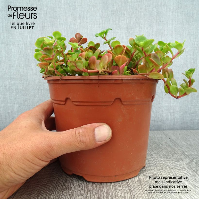 Ejemplar de Sedum album Coral Carpet - Uva de gato Maceta 2L/3L entregado en verano