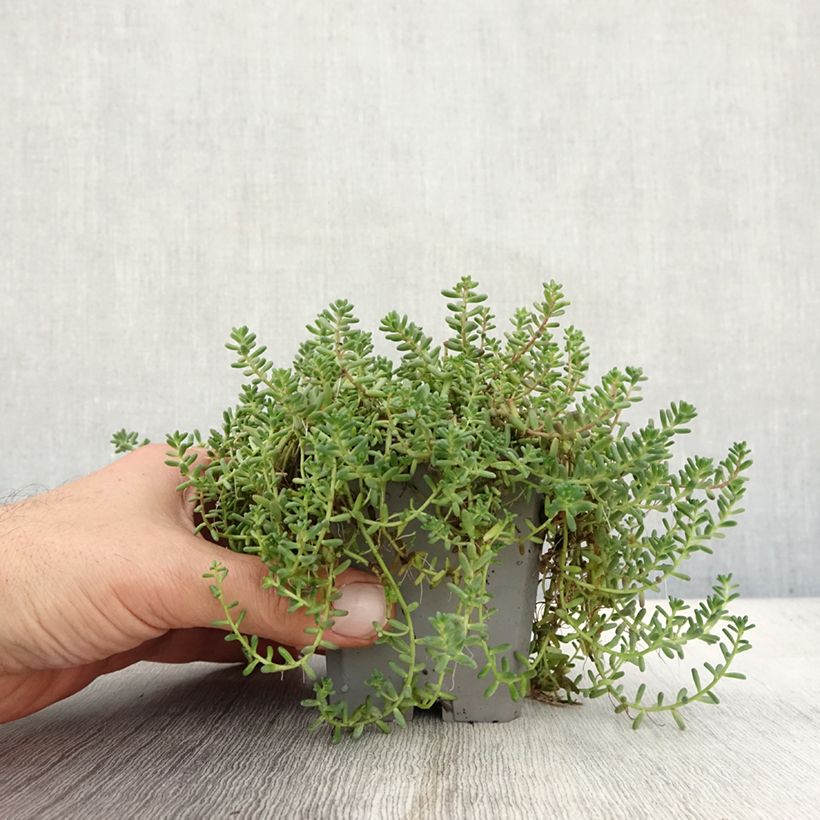 Ejemplar de Sedum album var. murale - Uva de gato Maceta de 8/9 cm entregado en otoño