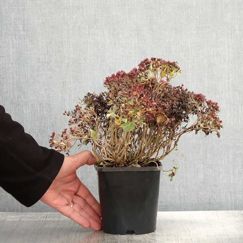 Ejemplar de Sedum cauticola Lidakense Maceta 1,5L/2L entregado en otoño