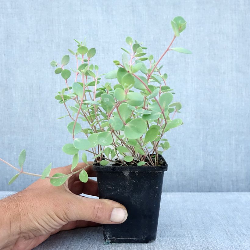 Ejemplar de Sedum cauticola Robustum Maceta de 8/9 cm entregado en verano