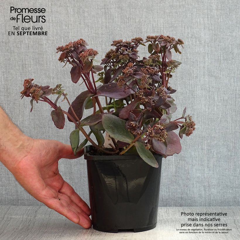 Ejemplar de Sedum telephium Chocolate Cherry - Telefío Maceta 2L/3L entregado en verano