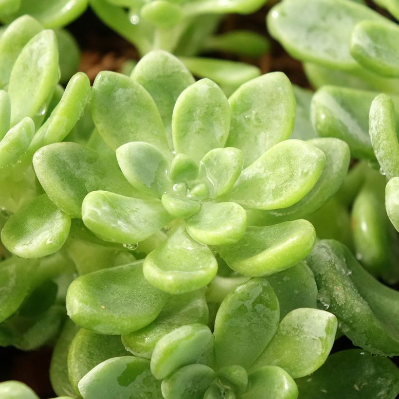 Sedum clavatum (Follaje)