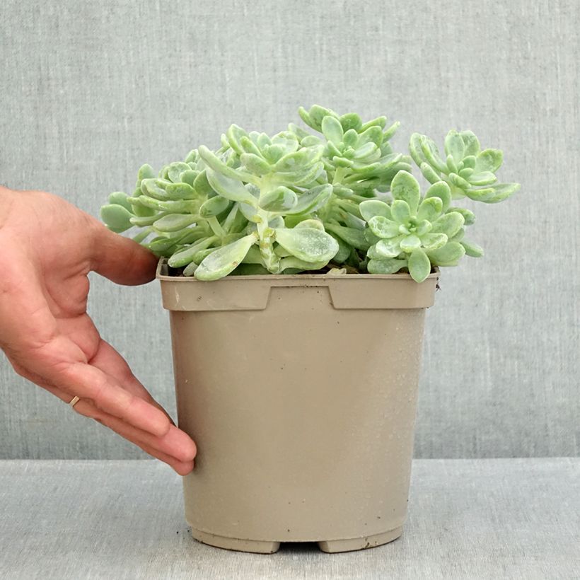 Ejemplar de Sedum clavatum Maceta 3L/4L entregado en verano