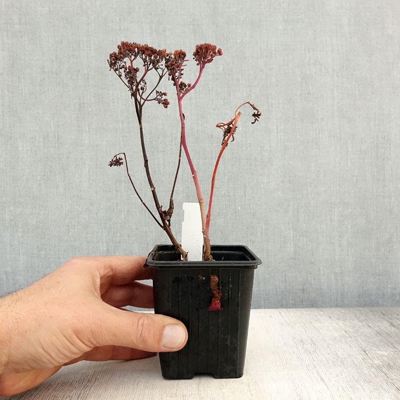 Ejemplar de Sedum telephium Dark Magic - Telefío Maceta de 8/9 cm entregado en otoño
