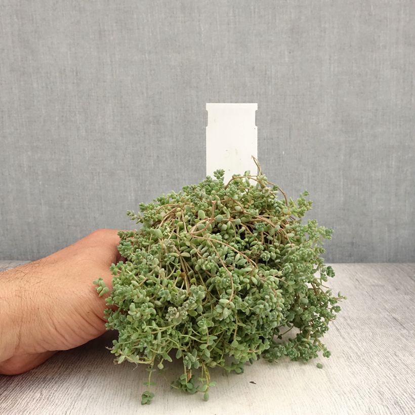 Ejemplar de Sedum dasyphyllum Maceta de 8/9 cm entregado en verano