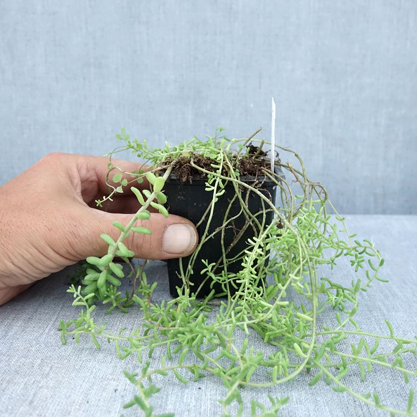 Ejemplar de Sedum divergens Maceta de 8/9 cm entregado en verano