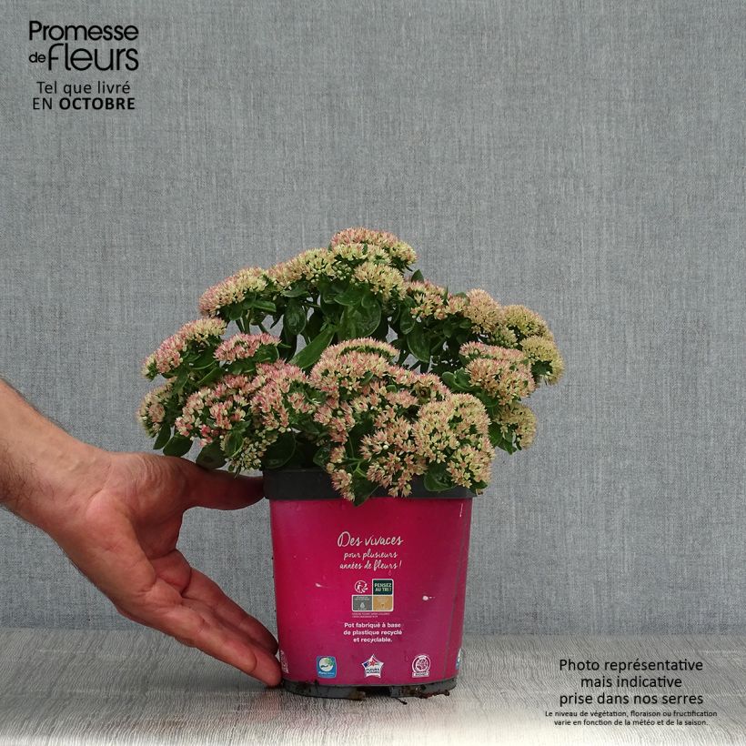 Ejemplar de Sedum Herbstfreude Maceta 2L/3L entregado en otoño