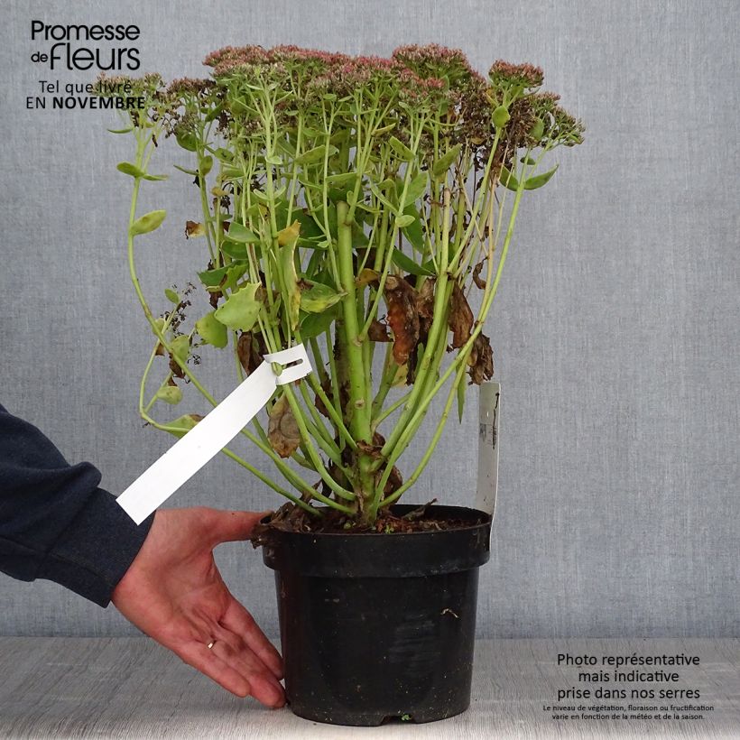 Ejemplar de Sedum Herbstfreude Maceta 3L/4L entregado en otoño