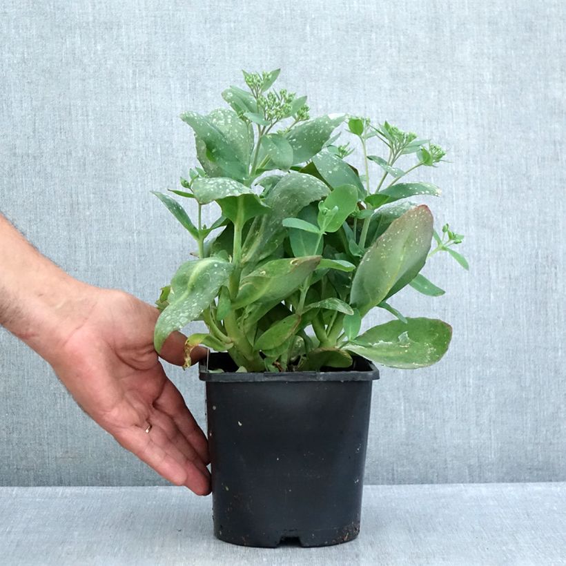Ejemplar de Sedum (x) telephium Class Act - Sedo Maceta 1,5L/2L entregado en verano