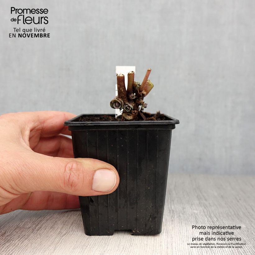 Ejemplar de Sedum telephium Thunderhead - Telefío Maceta de 8/9 cm entregado en otoño