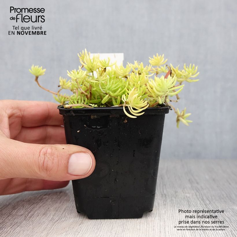 Ejemplar de Sedum Lemon Ball Maceta de 8/9 cm entregado en otoño