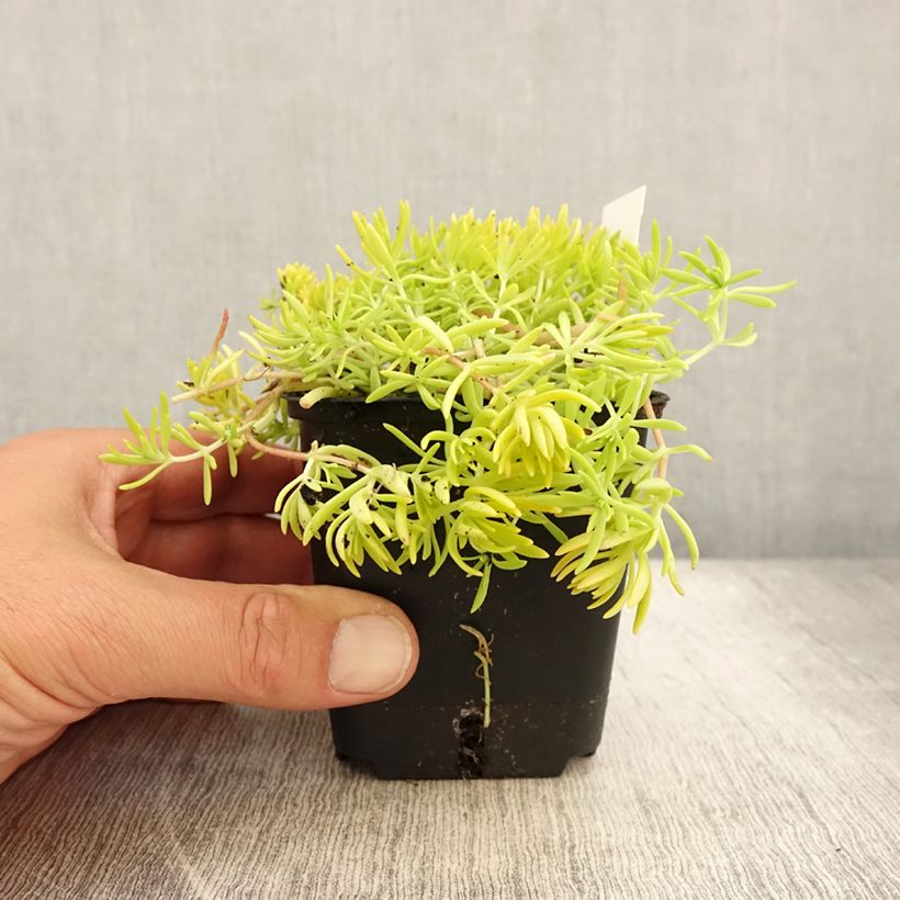 Ejemplar de Sedum Lemon Ball - Orpin rampant en godet de 9 cm entregado en verano