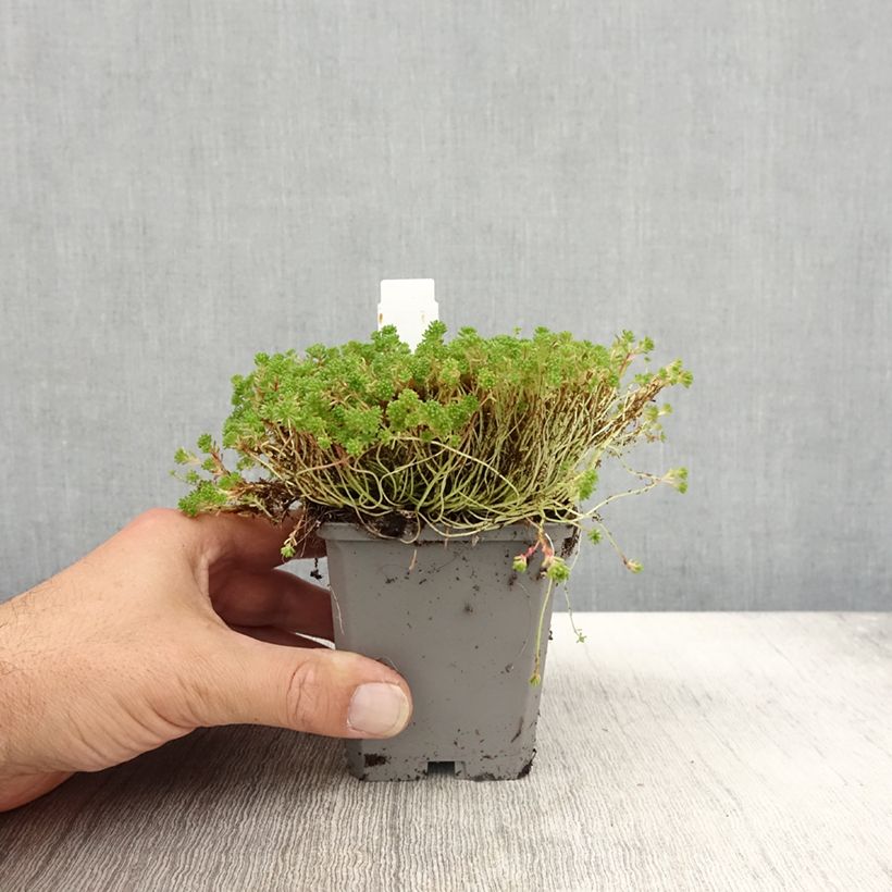 Ejemplar de Sedum lydium Glaucum Maceta de 8/9 cm entregado en otoño