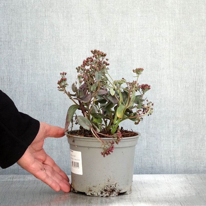 Ejemplar de Sedum telephium Marina - Telefío Maceta 2L/3L entregado en otoño