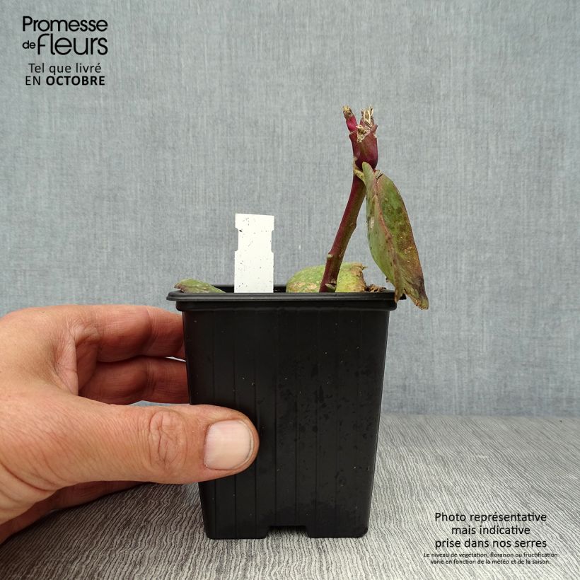 Ejemplar de Sedum Matrona Maceta de 8/9 cm entregado en otoño