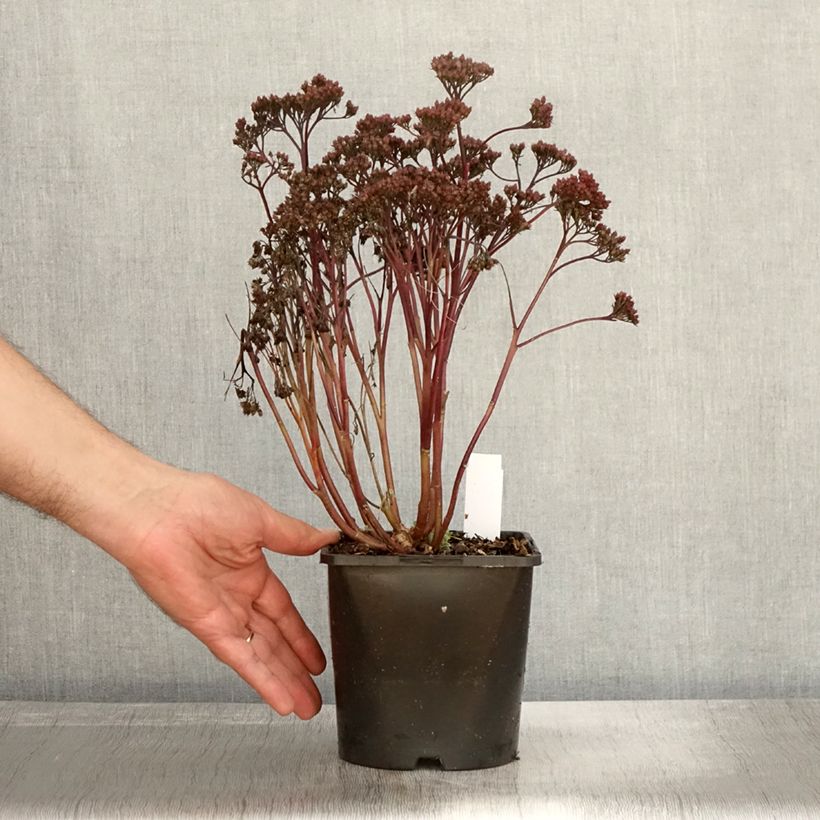 Ejemplar de Sedum spectabile Purple Emperor - Telefío Maceta 1,5L/2L entregado en otoño