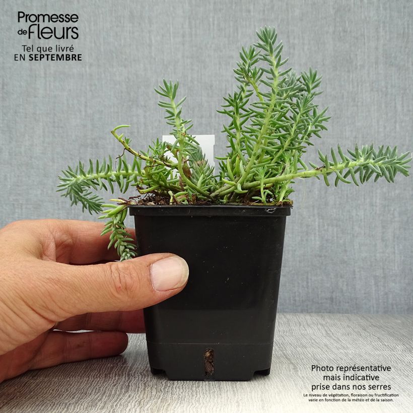 Ejemplar de Sedum reflexum Blue Spruce - Uña de gato Maceta de 8/9 cm entregado en otoño