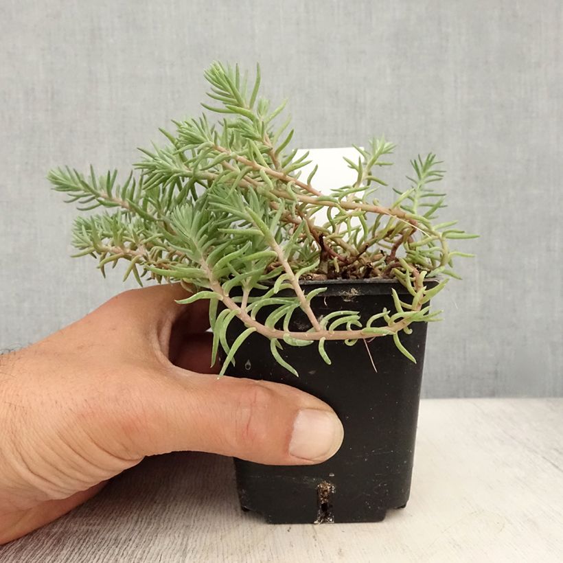 Ejemplar de Sedum reflexum Blue Spruce - Uña de gato Maceta de 8/9 cm entregado en verano