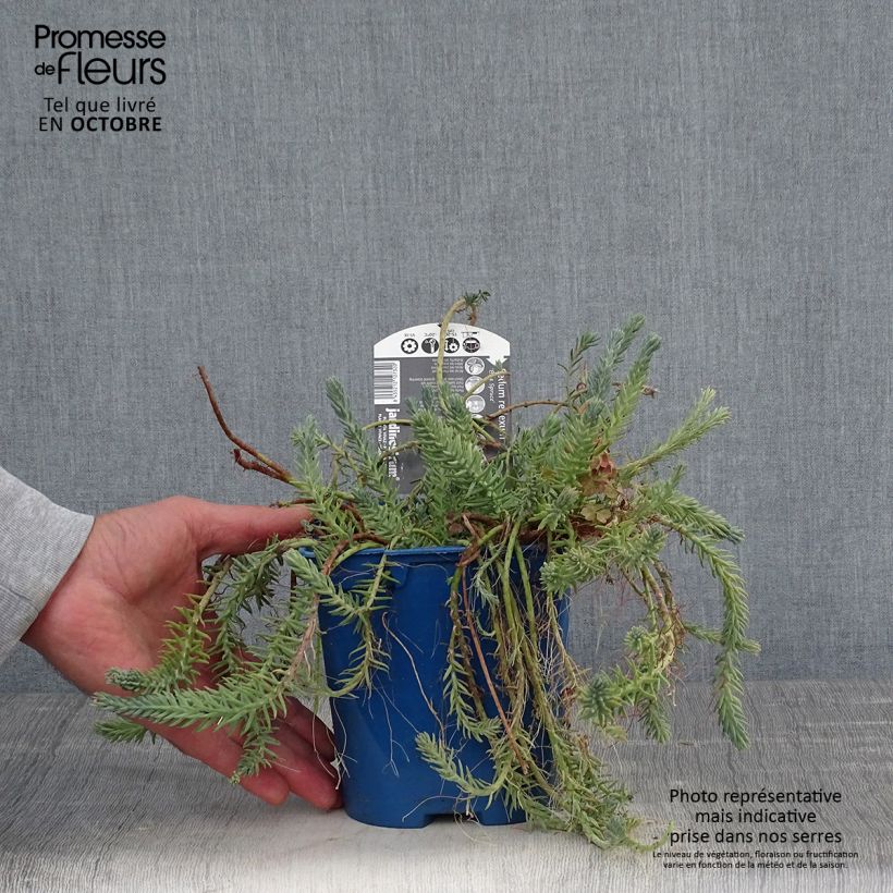 Ejemplar de Sedum reflexum Blue Spruce - Uña de gato Maceta 2L/3L entregado en otoño
