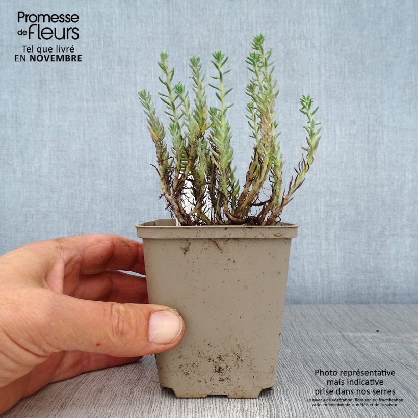 Ejemplar de Sedum reflexum - Uña de gato Maceta de 8/9 cm entregado en otoño