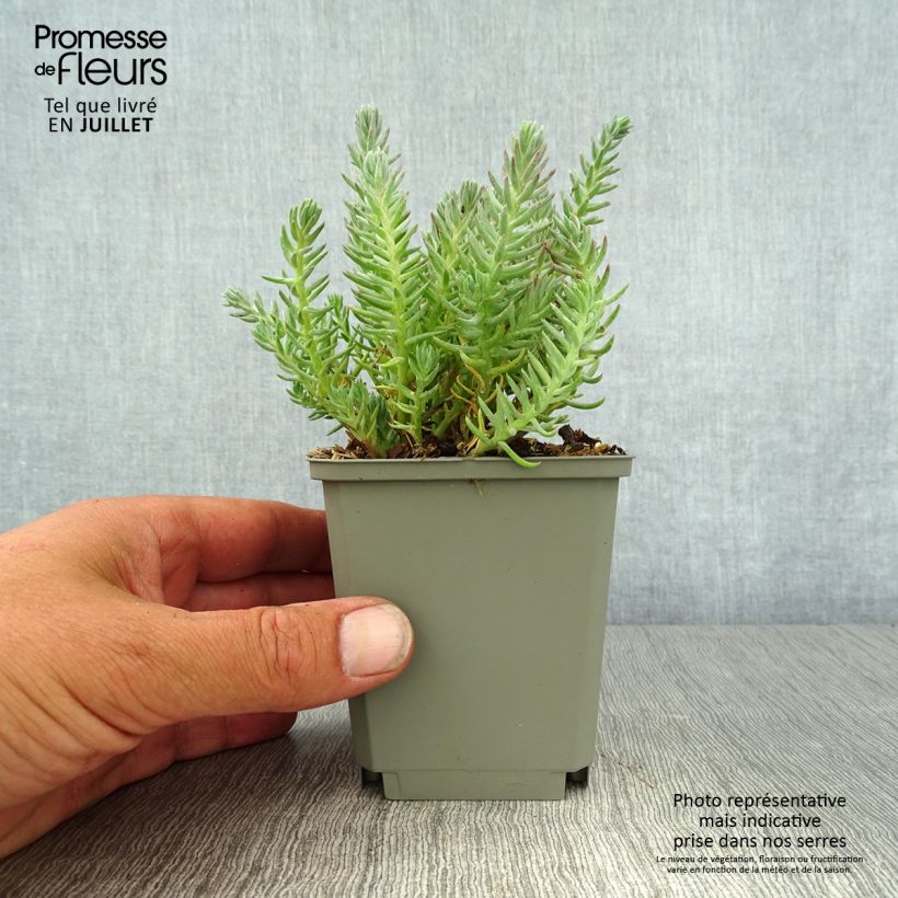 Ejemplar de Sedum reflexum - Uña de gato Maceta de 8/9 cm entregado en verano
