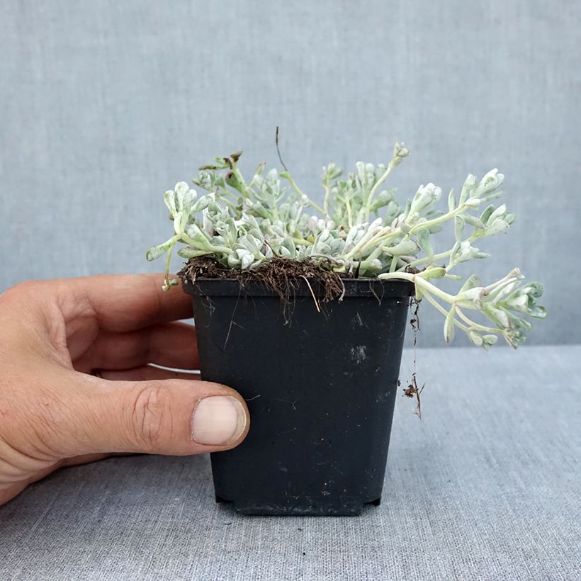 Ejemplar de Sedum spathulifolium Cape Blanco Maceta de 8/9 cm entregado en verano