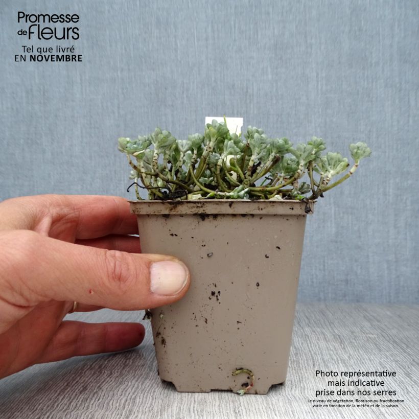 Ejemplar de Sedum spathulifolium Cape Blanco Maceta de 8/9 cm entregado en otoño