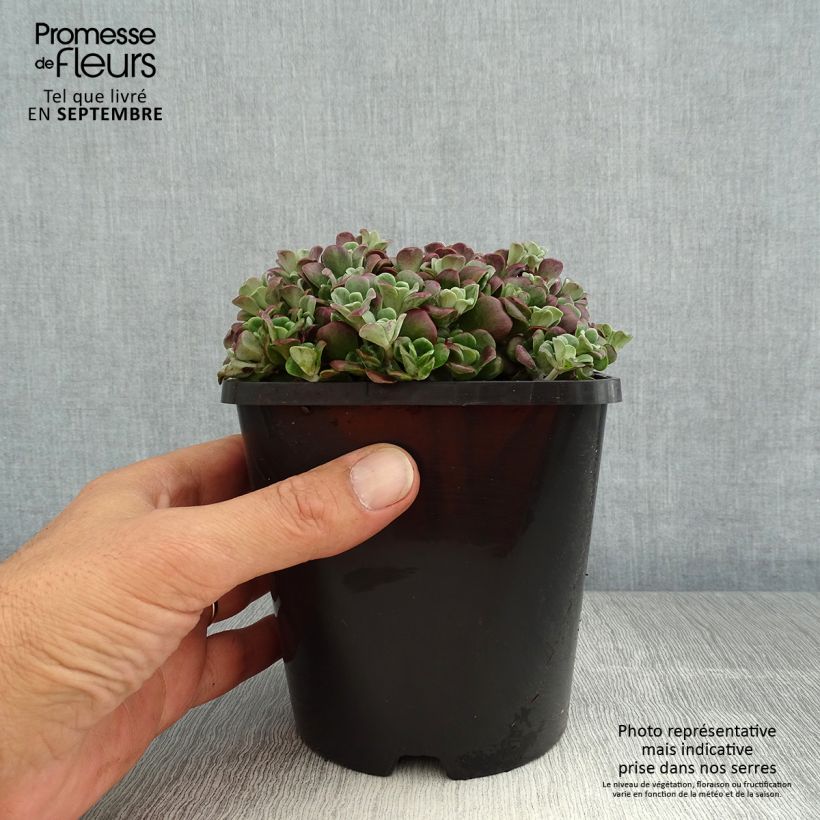 Ejemplar de Sedum spathulifolium Purpureum - Orpin Pot de 2L/3L entregado en verano
