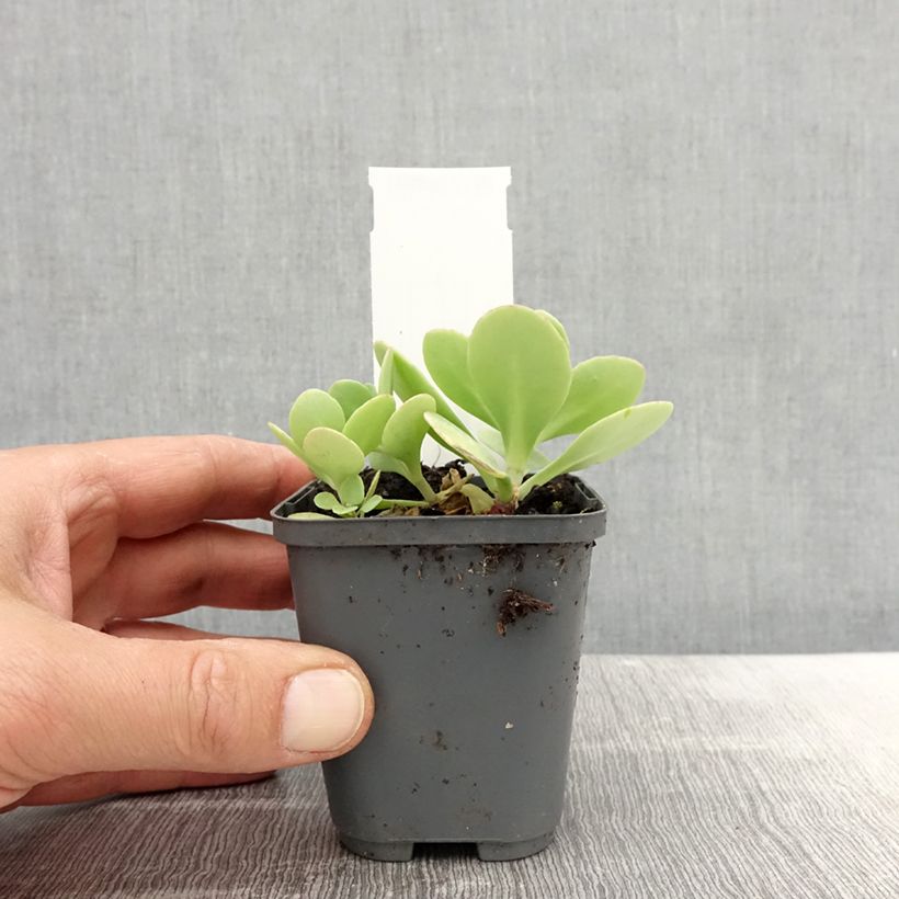 Sedum spectabile Brilliant - Telefío Maceta de 8/9 cm Ejemplar entregado en la primavera