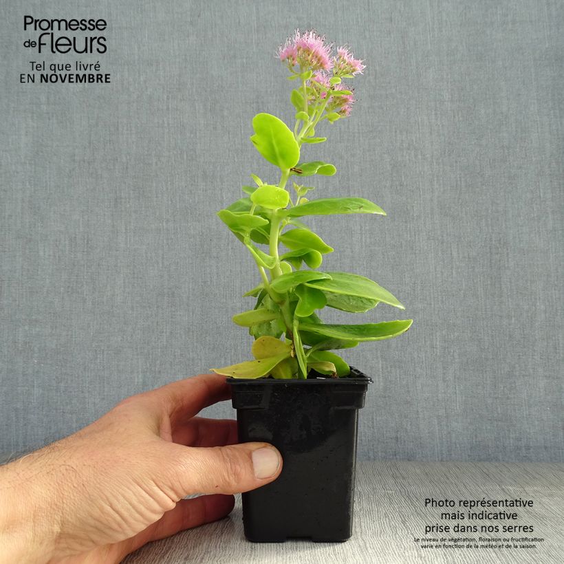 Ejemplar de Sedum spectabile Carmen - Telefío Maceta de 7/8 cm entregado en otoño