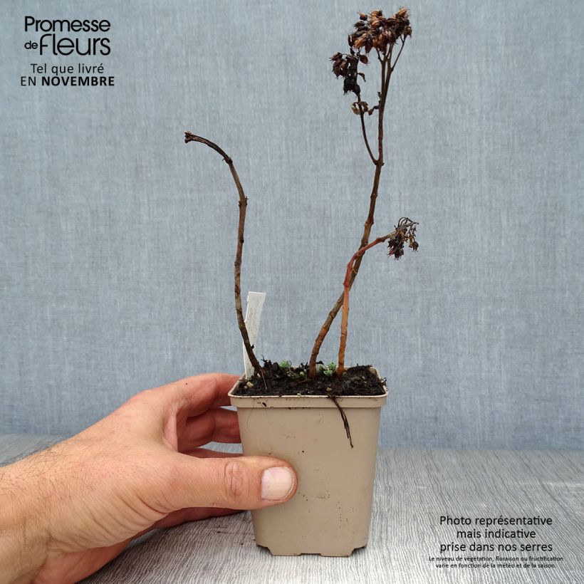 Ejemplar de Sedum spectabile Meteor - Telefío Maceta de 8/9 cm entregado en otoño
