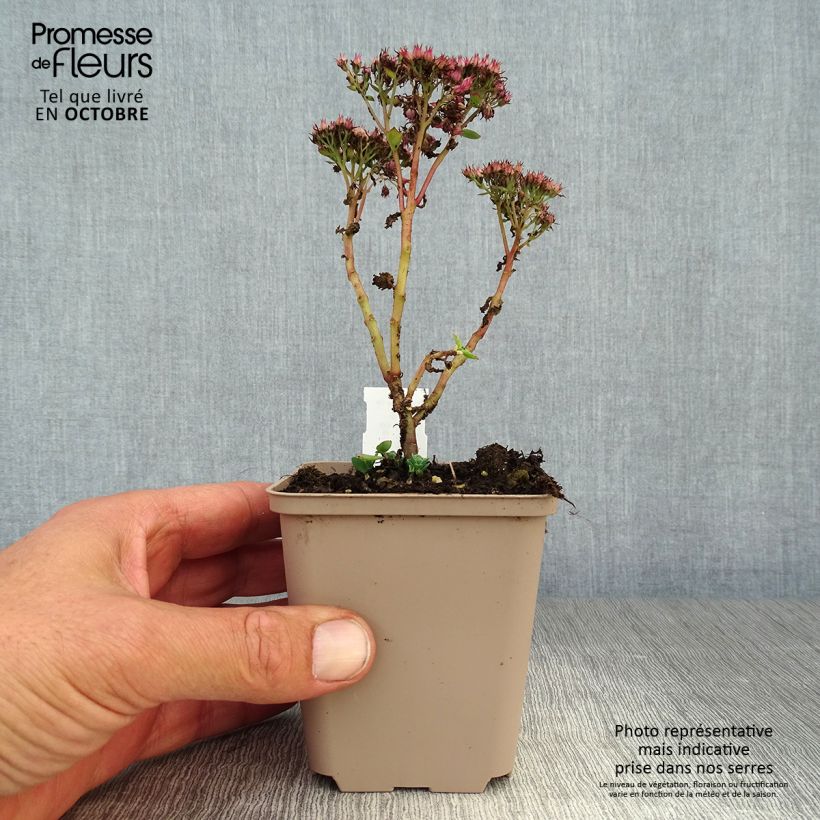 Ejemplar de Sedum spectabile Septemberglut - Telefío Maceta de 8/9 cm entregado en otoño