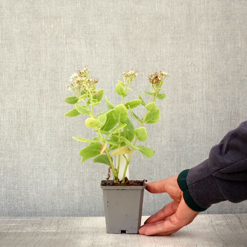 Ejemplar de Sedum spectabile Stardust - Telefío Maceta de 8/9 cm entregado en otoño