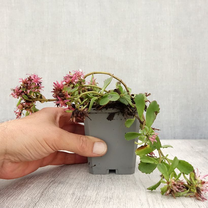 Ejemplar de Sedum spurium Dragon Blood - Sedo bastardo Maceta de 8/9 cm entregado en otoño