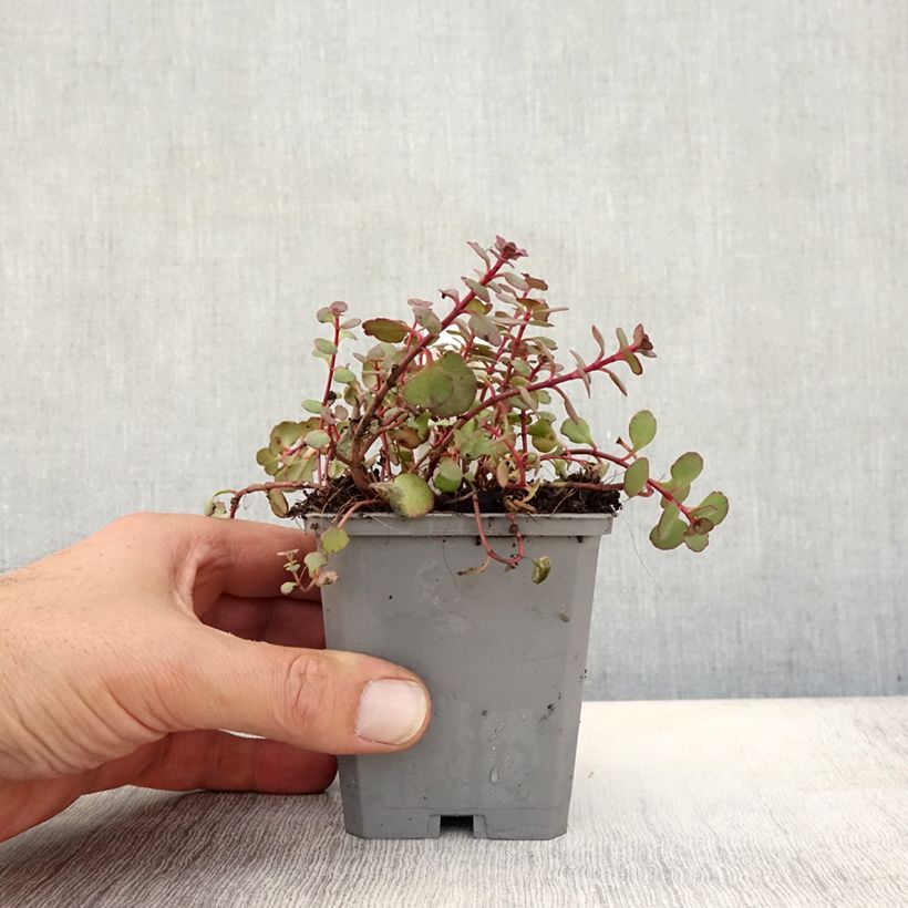 Ejemplar de Sedum spurium Woodoo - Sedo bastardo Maceta de 8/9 cm entregado en otoño