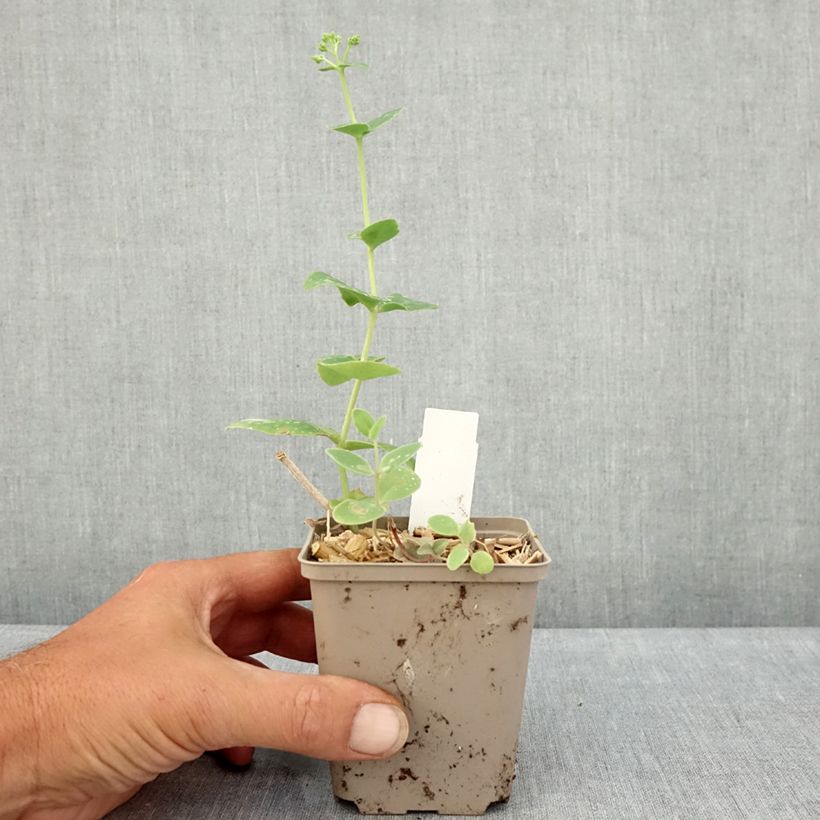 Ejemplar de Sedum Sunkissed Maceta de 8/9 cm entregado en verano